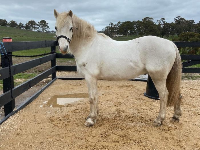 Welsh Ponies For Sale Welsh Horse » Horsezone
