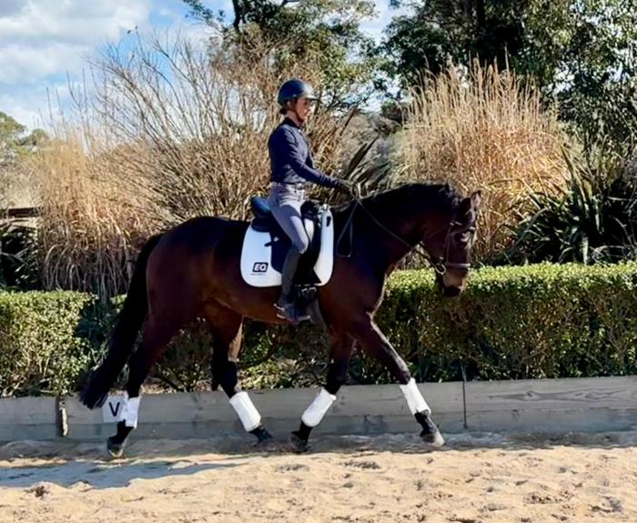 WB x TB Gelding - Allrounder prospect