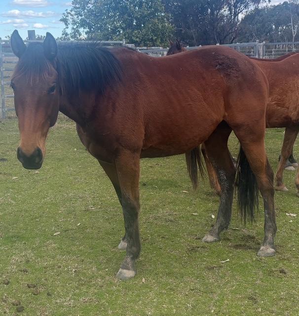Stock Horse gelding for sale
