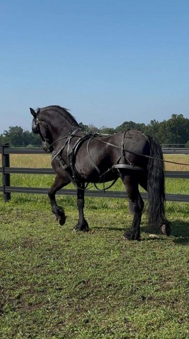 7 yr old friesian dressage gelding
