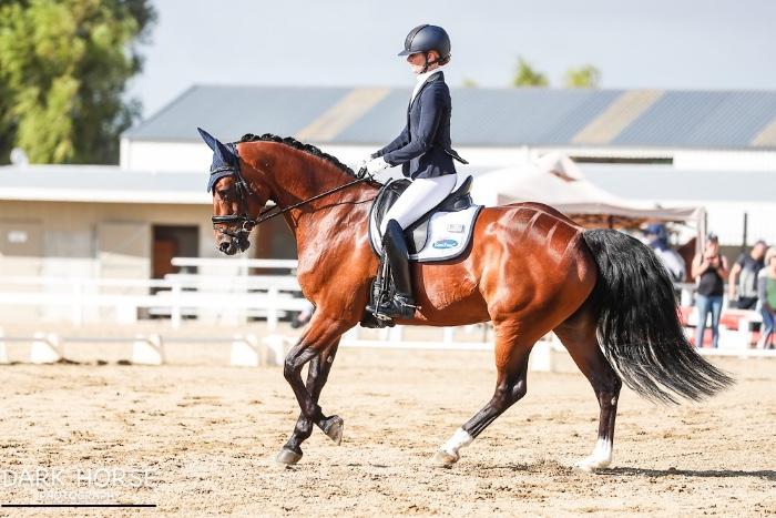 9yrs Prestige VDL mare