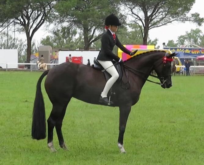 Stunning Warmblood Mare - Show or Dressage!