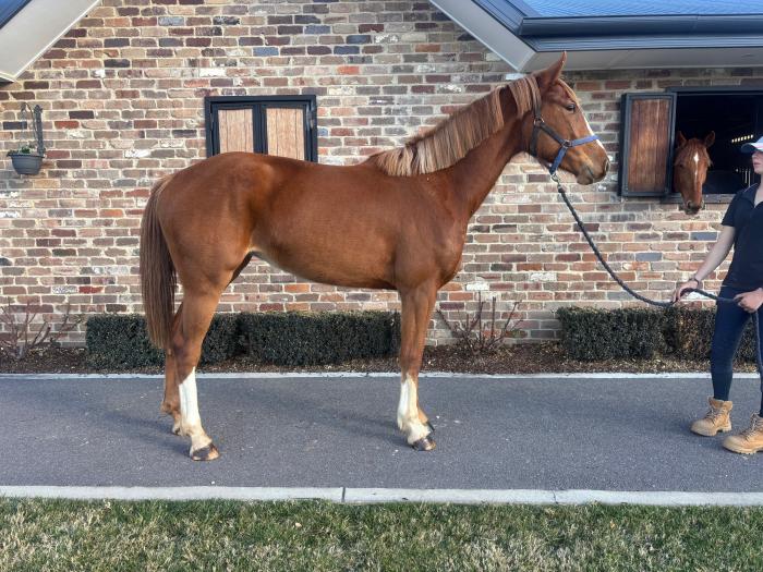 2022 Filly by Emerald van’t Ruytershof