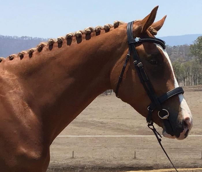 Talented, Kind, Jaybee Flaxen Mare