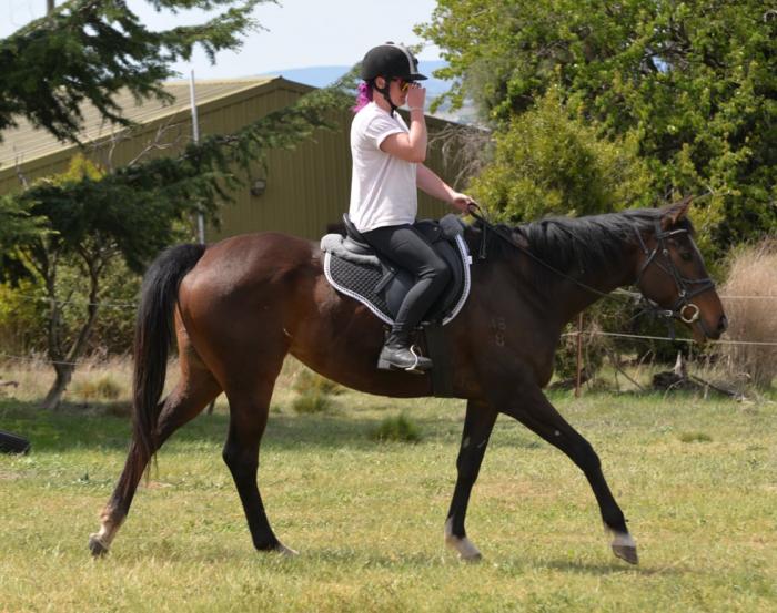 Stunning thoroughbred mare