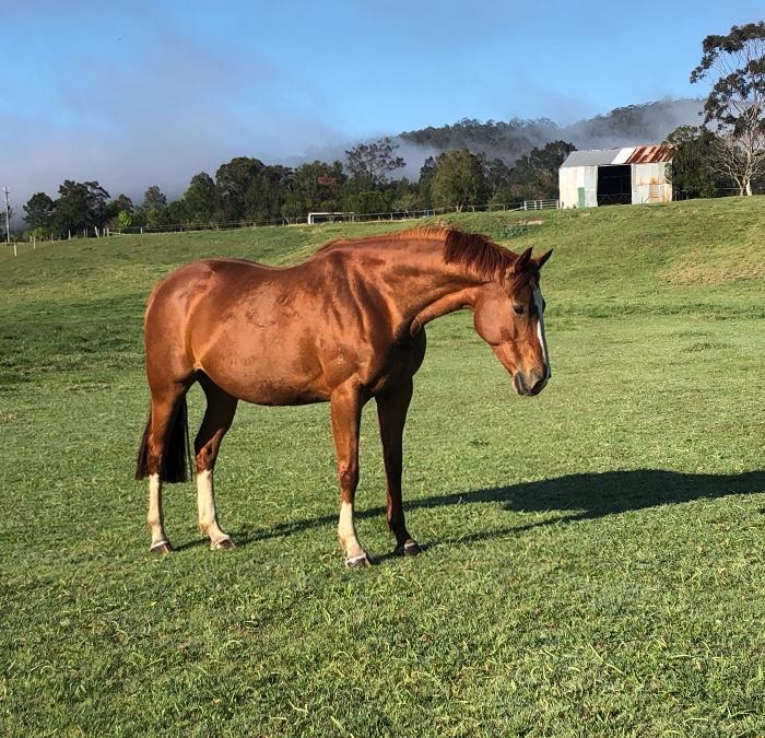Broodmare with stunning eventing bloodlines