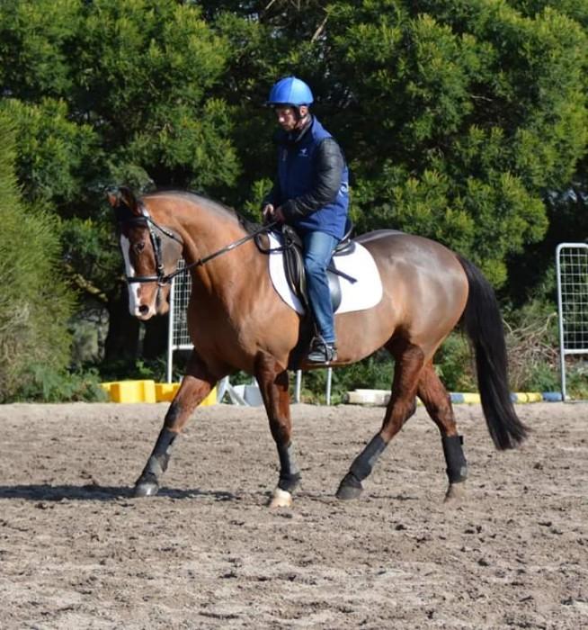 Clydesdale Horses For Sale Clydesdale Horse » Horsezone