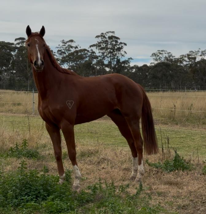 3yo TB with plenty of Bling