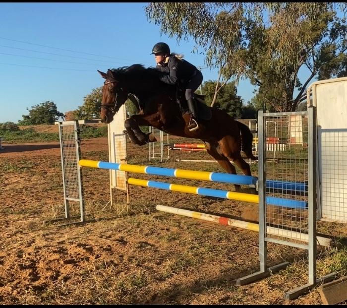 Australian Stock Horses For Sale