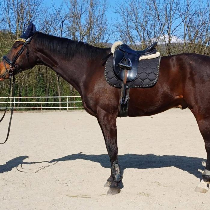 15 years old Oldenburg Gelding