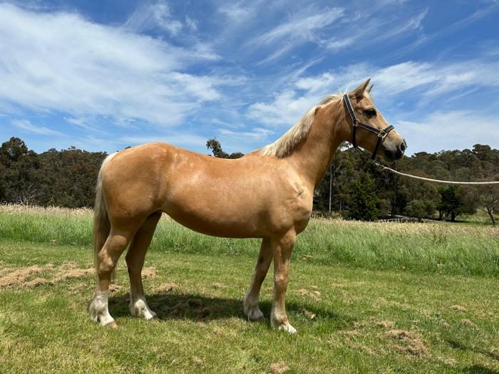 Welsh Ponies For Sale Welsh Horse » Horsezone