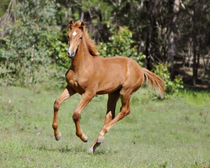 Chestnut colt (Versace x Lord Sinclair) 