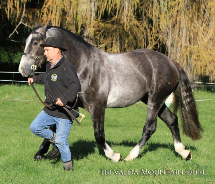 Trevalda Mountain Duke - Australia's #1 Equine Marketplace - Horsezone ...