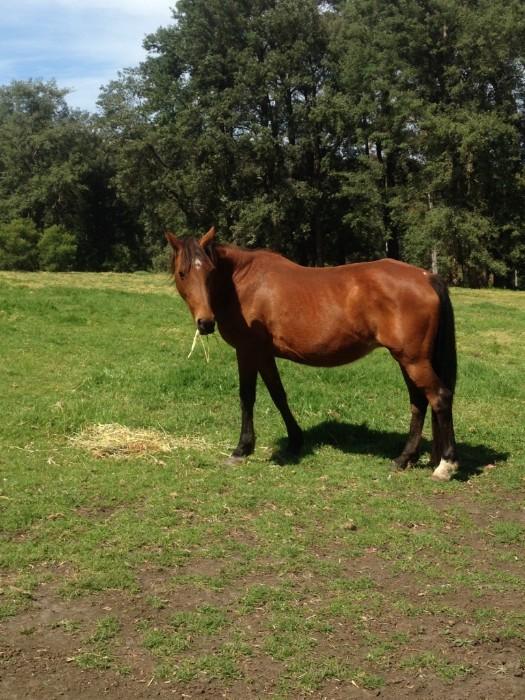 Heritage Broodmare ASH Reg.Stock Horse