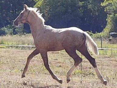 DAIQUIRI X BELISSIMO/JAZZ