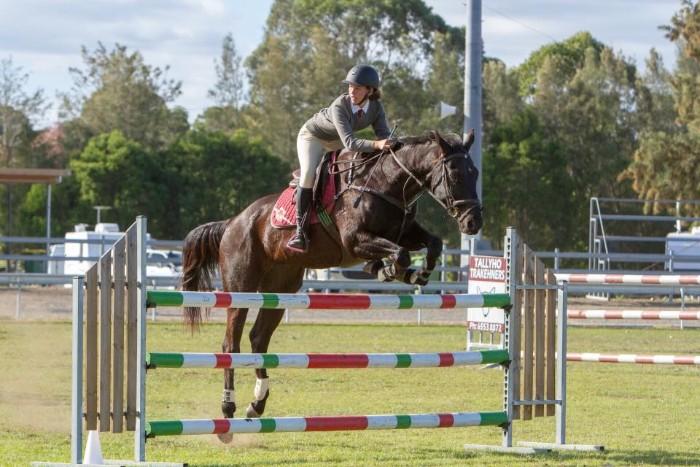 Showjumping School Master - Stockhorse