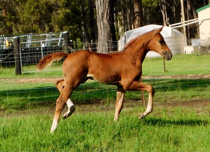 Filly by Versace x Belissimo M