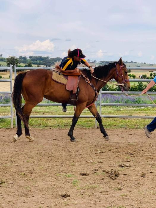 Paint Horses For Sale Paint Horse » Horsezone