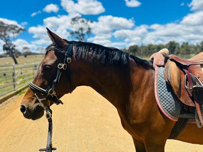 Australian Stock Horses For Sale