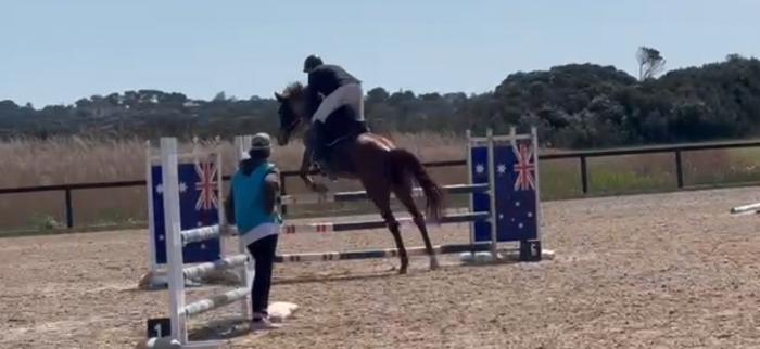 Clever show jumping mare