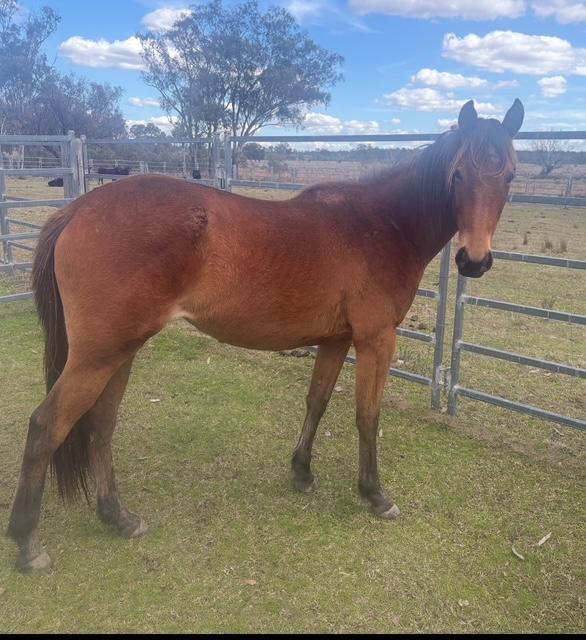 Stock horse filly for sale