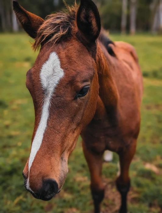 Rising 2yo Filly Warrego Fairy 🧚‍♂️
