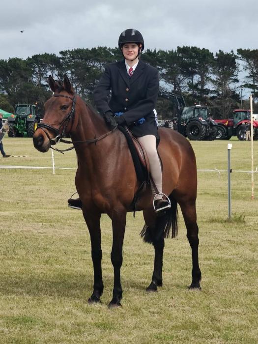 Sound Adult Riding club horse / Fun Pony Club pony