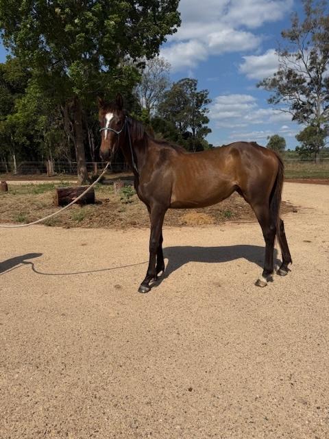 Warmblood x TB by Massimo Quality