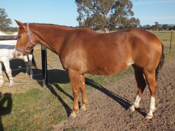 Paint Horses For Sale Paint Horse » Horsezone