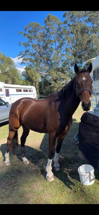 STERNTALER CHEVAL