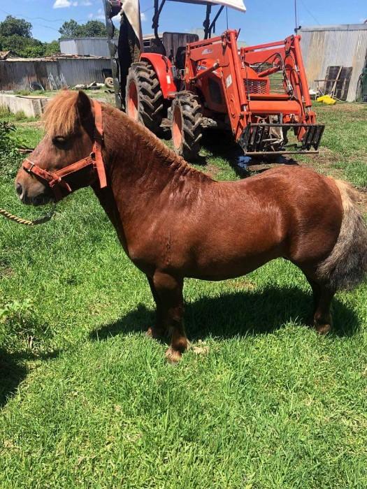 Miniature Ponies For Sale Miniature Ponies » Horsezone