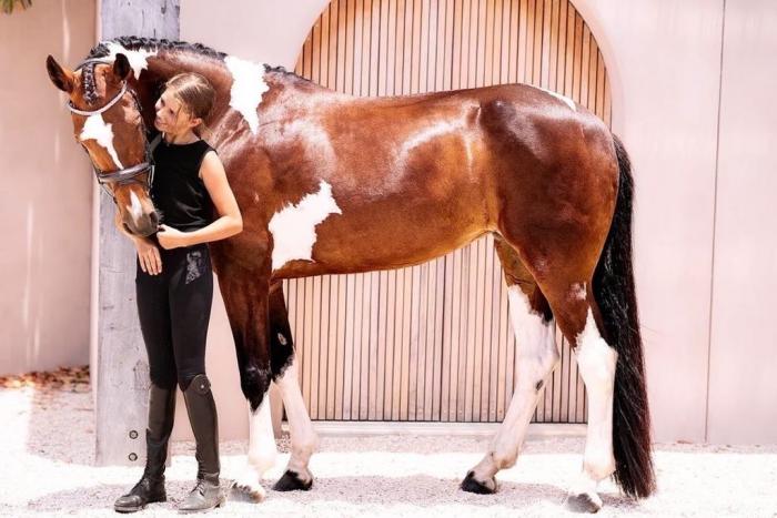 Stunning eventer/all rounder