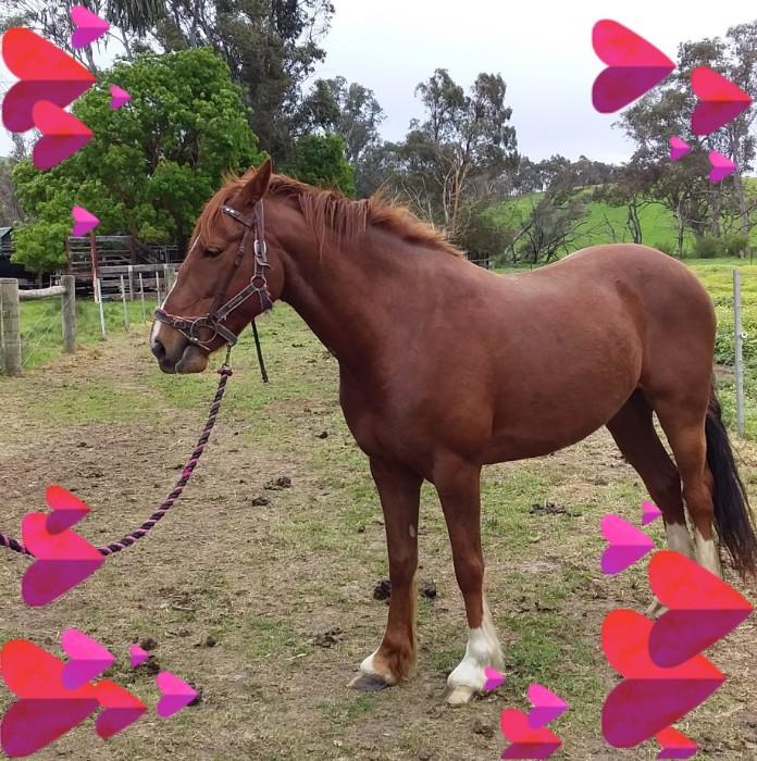 Clydesdale Horses For Sale Clydesdale Horse » Horsezone