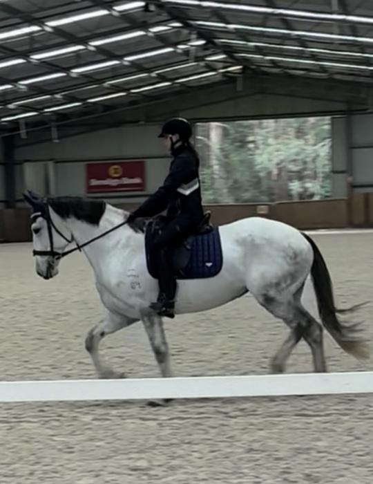 Beautiful Percheron X Mare - Ride or Breed