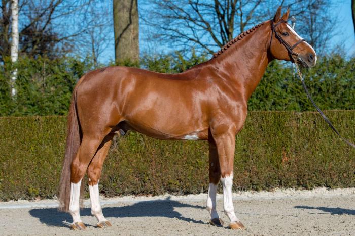 Emerald van t' Ruytershof