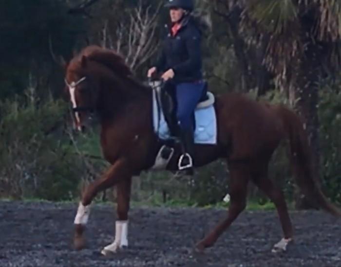 10yo Chestnut OTT Thoroughbred -Price reduced 