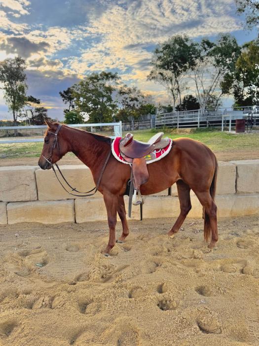 Sonitas Spinning Chex