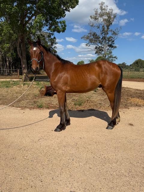 Warmblood x Clydesdale/TB Bred for Jumping