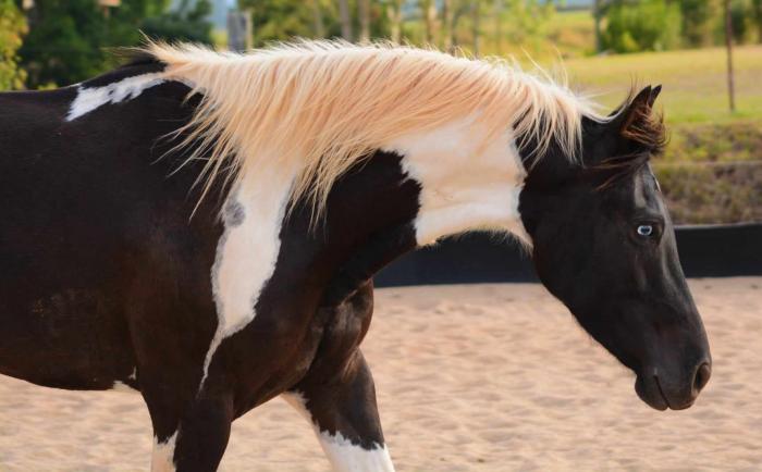 Registered Friesian Sport Horse (Paint)