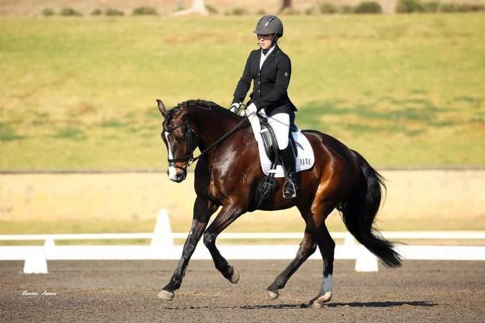 Bay Fiji Gelding - Fire N Ice R