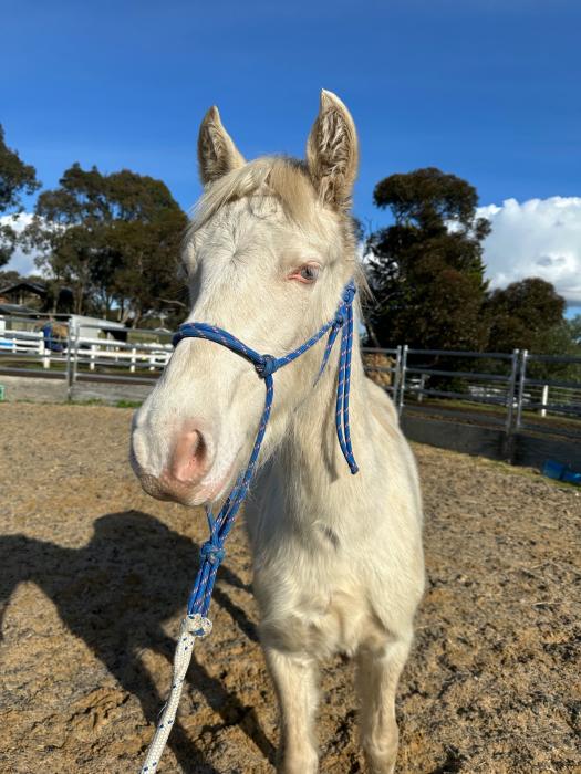 Welsh D Colt & Gelding