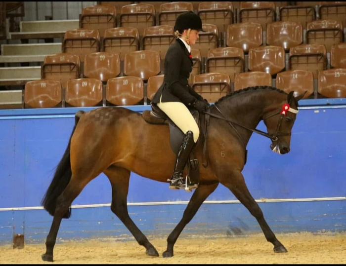 Arabian Partbred Mare 14.3 Brown 9yo