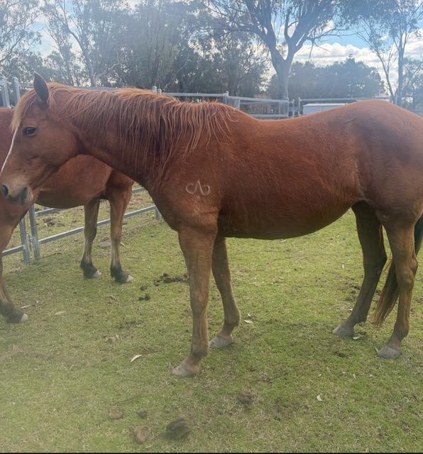 Stock horse Mare