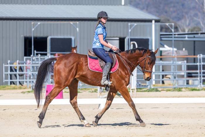 Lovely OTT Dressage prospect
