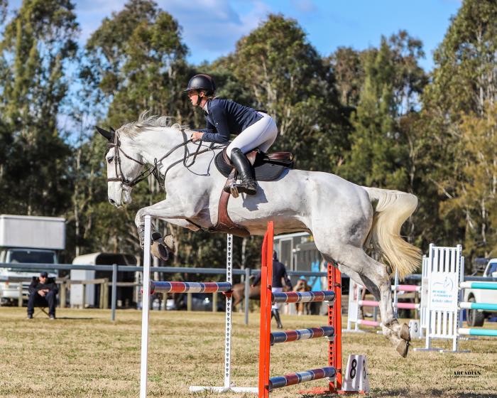 Talented Show jumper