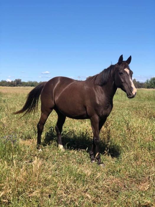 Quarter Horses For Sale Quarter horse Horse » Horsezone