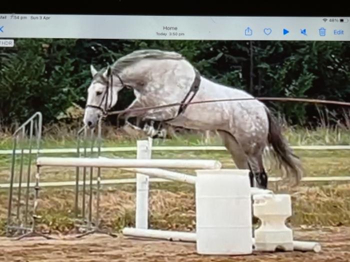 Horses for sale & equine products, stallions, equine news & gallery on