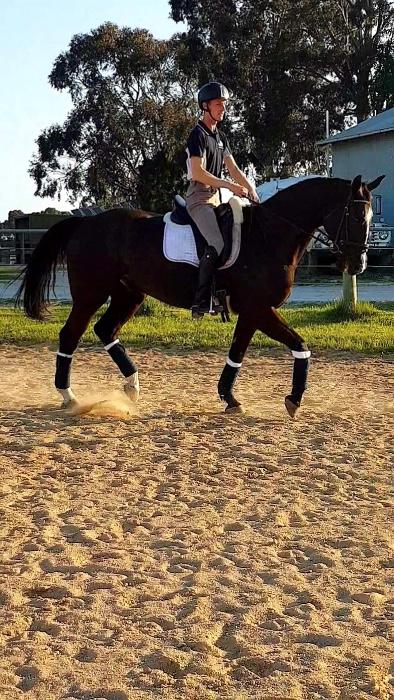 Experienced Dressage Horse