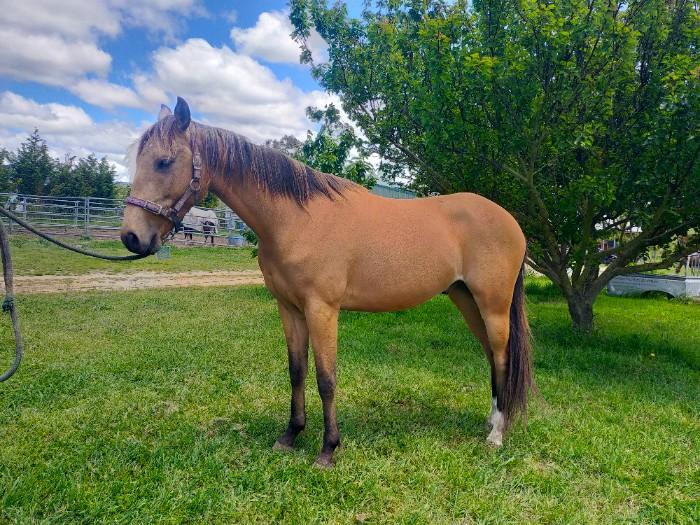 Coloured Horses For Sale Coloured Horse » Horsezone