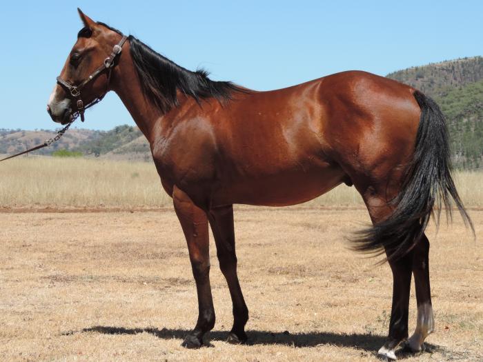 peter costello qh's - mingo roc